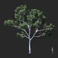 Tall Arbor With Lush Green Foliage And White Trunk Featuring Human Figure For Scale