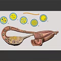 Pelvic Organs Detailed Anatomical Model With Cellular Structures And Medical Illustrations