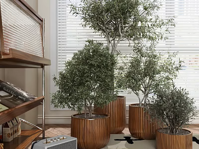 Multiple Bonsai Potted Plants In Wooden Pots Indoor With Natural Light And Shelf 3d model