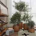 Multiple Bonsai Potted Plants In Wooden Pots Indoor With Natural Light And Shelf
