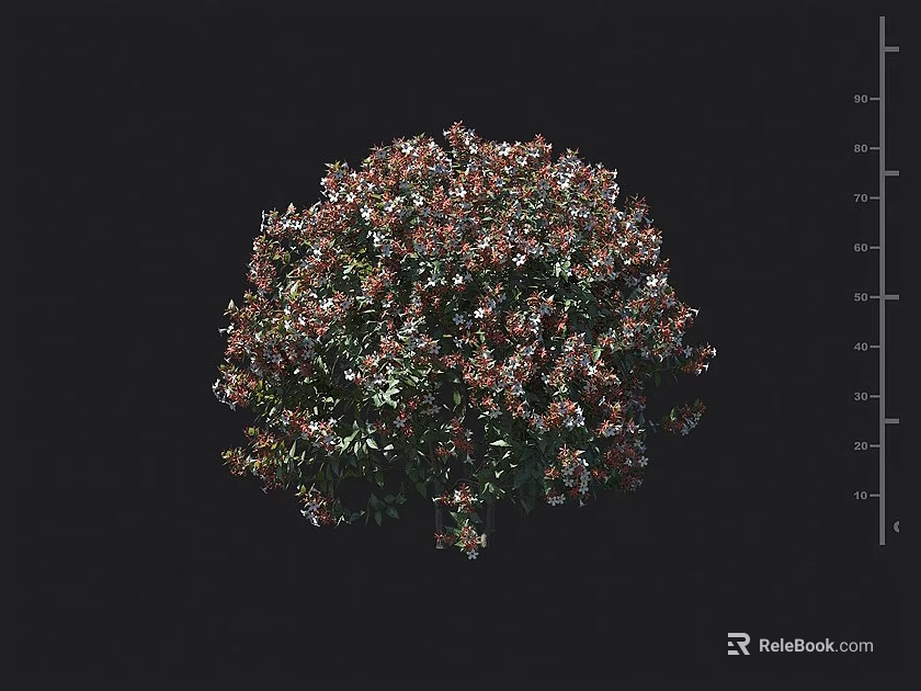 Colorful Shrub With Red Green Foliage Round Shape Blooming Flowers And Height Measurement Scale 3d model 