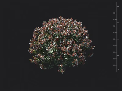 Colorful Shrub With Red Green Foliage Round Shape Blooming Flowers And Height Measurement Scale 3d model