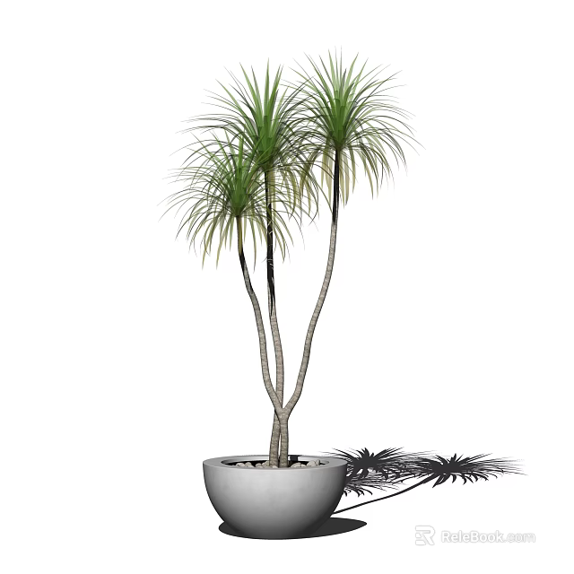 Tall Slender Trunk Potted Plant With Green Long Leaves In White Ceramic Pot 3d model 