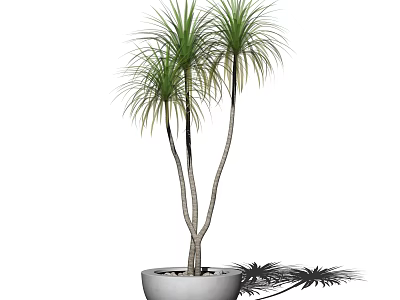 Tall Slender Trunk Potted Plant With Green Long Leaves In White Ceramic Pot 3d model