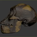 Brownish Yellow Ancient Human Skull With Detailed Anatomical Surface Texture Features