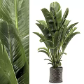Large Leaf Indoor Potted Plant In Woven Basket For Home Decor