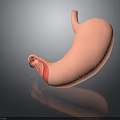 Detailed Stomach 3D Model Displaying Anatomical Structure With Pink Vascular Texture And Highlighted Section 3d model