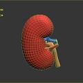 kidney kidney temper organ human organ human body organ human body tissue human body structure 3d model