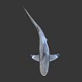 Gray Shark Swimming In Ocean With Sharp Fin And Powerful Tail 3d model