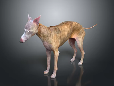 3D Model of Italian Greyhound Dog Standing on Shiny Floor with Dark Background 3d model