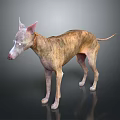 3D Model of Italian Greyhound Dog Standing on Shiny Floor with Dark Background