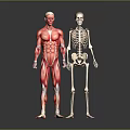 Detailed 3D Human Anatomy Illustration Featuring Muscular System And Skeleton Structure