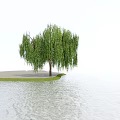 Weeping Willow Tree Standing By Waterfront Under Blue Sky With Calm Water And Green Grass