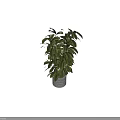 Bonsai Potted Plant with Lush Green Leaves in Geometric Patterned Gray Pot for Indoor Decoration