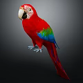 Vibrant Red Parrot with Colorful Green Blue Wings White Beak Long Tail Against Dark Background