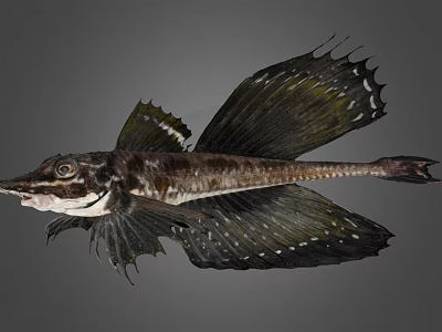 Exotic Fish Featuring Unique Wing Like Fins Dark Body And Striped Patterns 3d model