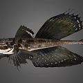 Exotic Fish Featuring Unique Wing Like Fins Dark Body And Striped Patterns