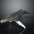 Detailed Whale Model With Dark Body And White Fins On Black Background