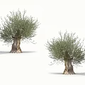 Olive Trees With Thick Trunks And Lush Foliage On White Background 3d model