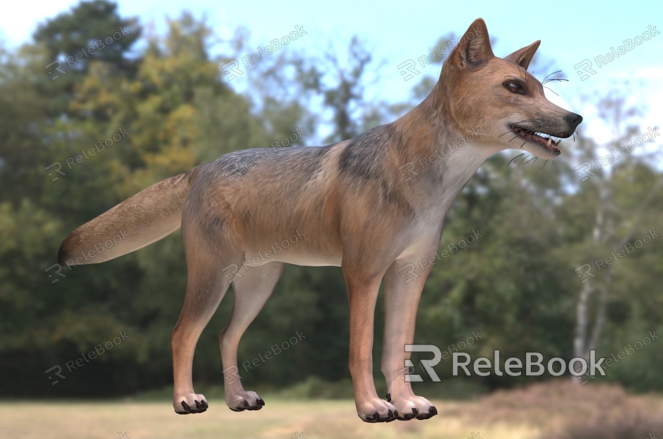 Andean Fox Animal Creatures model