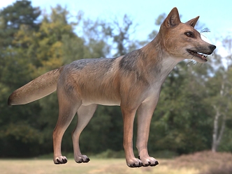 Andean Fox Animal Creatures 3d model