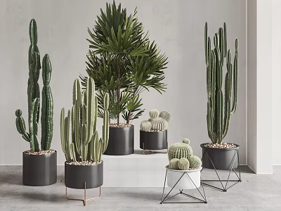Modern Indoor Potted Plants With Various Cacti Palm And Metal Stand Pots In Minimalist Room 3d model