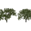 Two Green Leafy Arbor Trees With Brown Trunks On White Background 3d model