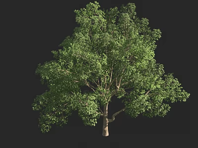 Lush Green Arbor Tree With Healthy Foliage And Strong Trunk Structure 3d model