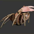 Orange Crab With Extended Claws And Reflection On Dark Background