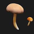Organic Fresh Edible Mushrooms Large Light Brown and Small Orange Varieties