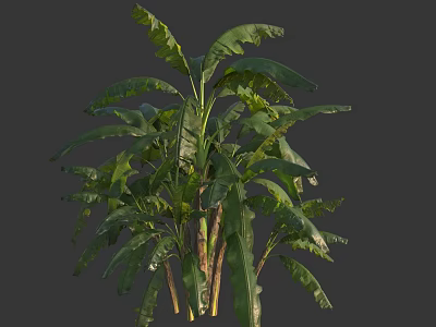 Lush Green Arbor With Large Leaves And Sturdy Stems In Natural Form 3d model