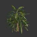 Lush Green Arbor With Large Leaves And Sturdy Stems In Natural Form