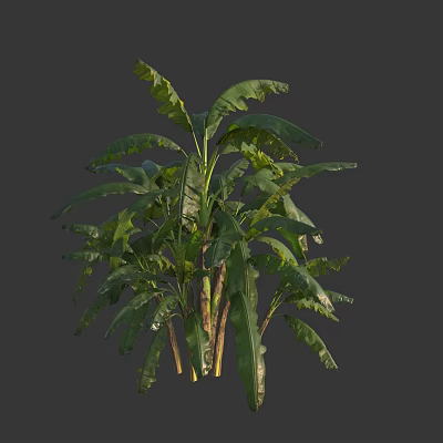 Lush Green Arbor With Large Leaves And Sturdy Stems In Natural Form 3d model