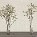 Flowering Branches in Rope Wrapped Vases Against Light Colored Wall and Wooden Floor