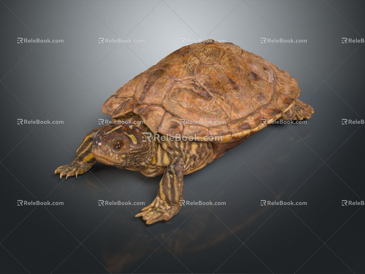 Modern Turtle Cartoon Turtle Snapping Turtle 3d model