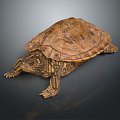 Modern Turtle Cartoon Turtle Snapping Turtle 3d model