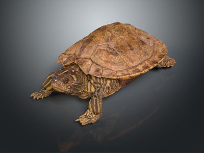 Modern Turtle Cartoon Turtle Snapping Turtle 3d model