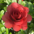 Vibrant Red Flower with Lush Green Leaves in Detailed Natural Close Up
