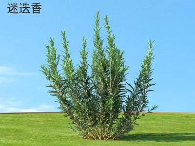 Fresh Rosemary Plant With Aromatic Leaves Growing In Green Grass Under Blue Sky 3d model