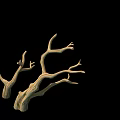 Twisted Rustic Natural Dry Wooden Branches Decorative Element With Black Background