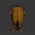 Yellow And Dark Brown Beetle With Shiny Shell And Legs On Dark Background 3d model