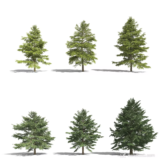 Green Evergreen Trees of Different Varieties With Lush Foliage And Natural Shapes 3d model 
