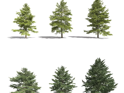 Green Evergreen Trees of Different Varieties With Lush Foliage And Natural Shapes 3d model