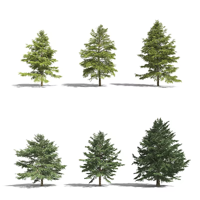 Green Evergreen Trees of Different Varieties With Lush Foliage And Natural Shapes 3d model