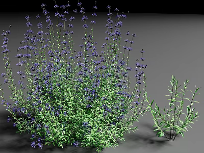 Vibrant Flowering Shrub With Purple Blooms And Green Foliage In Garden 3d model