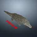 Modern Animal Crocodile Feeding Crocodile Animation Bite Foraging Diet 3d model