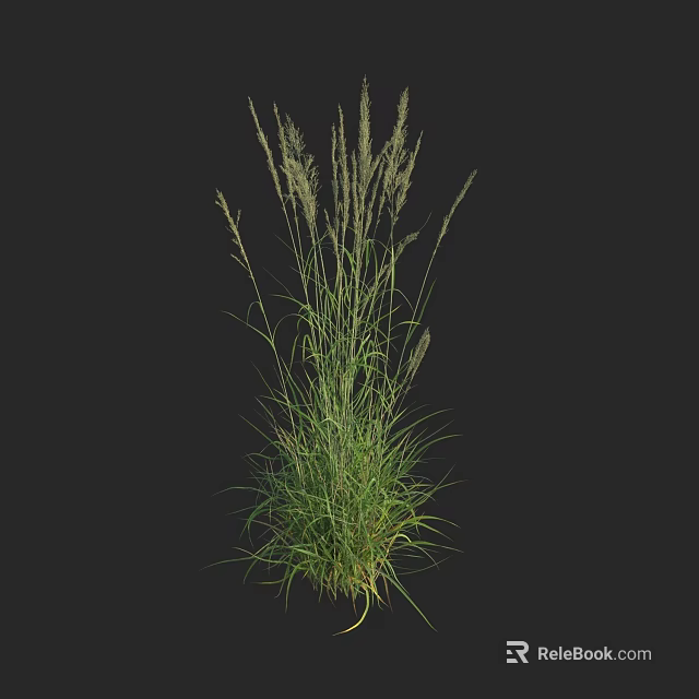 Green Herbaceous Plant With Slender Leaves And Top Spiky Inflorescences Against Black Background 3d model 