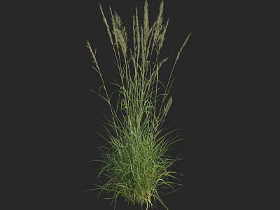 Green Herbaceous Plant With Slender Leaves And Top Spiky Inflorescences Against Black Background 3d model