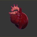 Heart Heart Human Heart Heart Anatomical Organs Human Organs Human Body 3d model