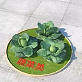Three Fresh Green Cabbages on Round Green Tray with Red Vegetable Category Text